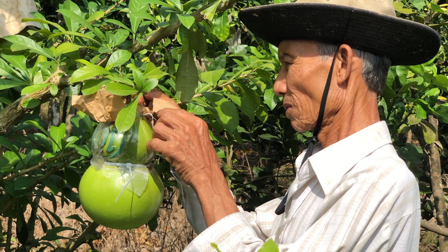 Vườn đào tiên hồ lô thu tiền tỷ dịp Tết Nguyên đán