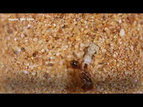 Chiếc bẫy tử thần của kiến sư tử