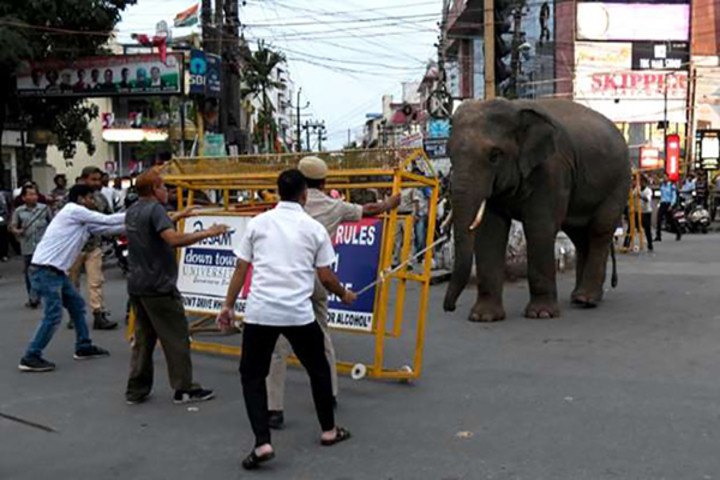 Voi hoang gây náo loạn khu phố ở Ấn Độ