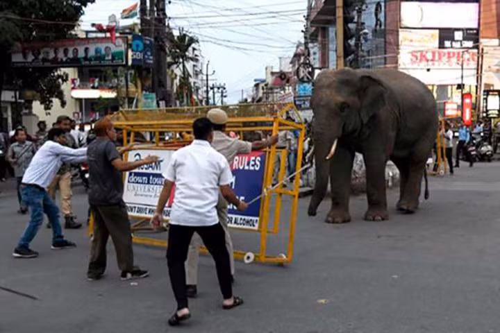 Voi hoang gây náo loạn khu phố ở Ấn Độ