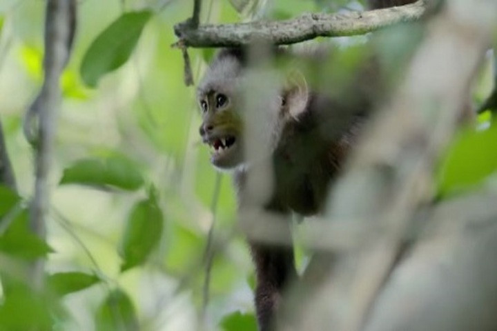 Khỉ con mắc kẹt trong cuộc kịch chiến giữa hai thủ lĩnh đầu đàn