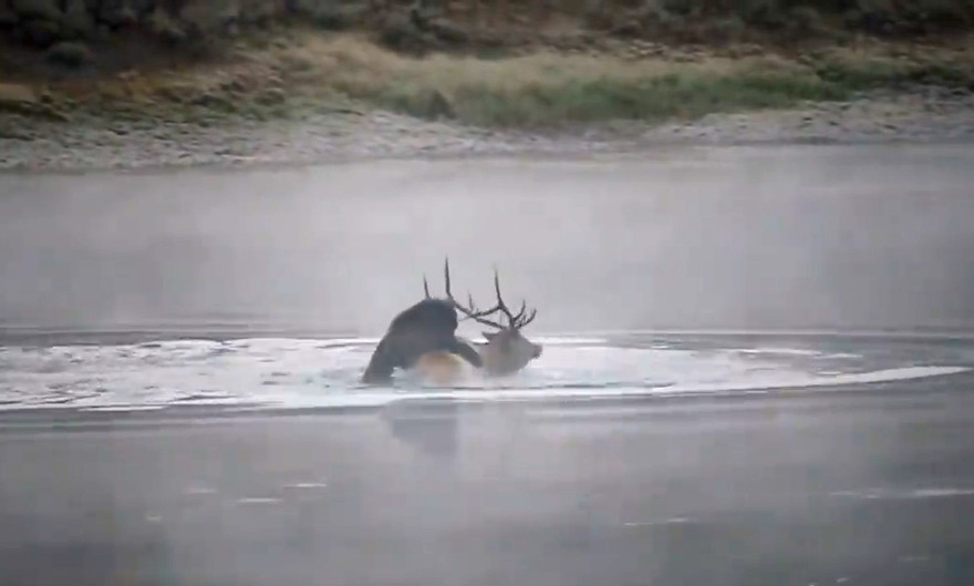 Gấu xám dìm chết nai sừng tấm