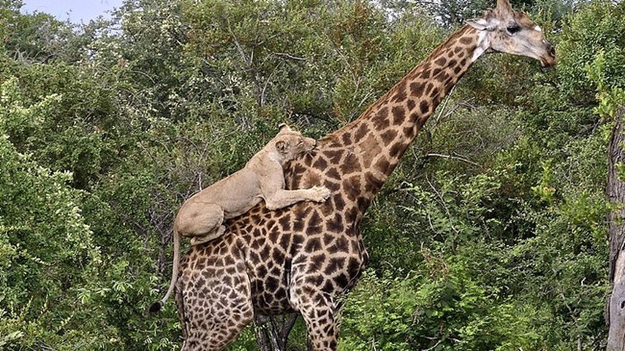 Video: Bị sư tử hung dữ nhảy lên lưng, hươu cao cổ dũng cảm trụ vững