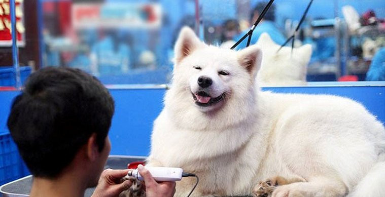 Giá đắt đỏ, dịch vụ chăm thú cưng vẫn hút khách dịp Tết