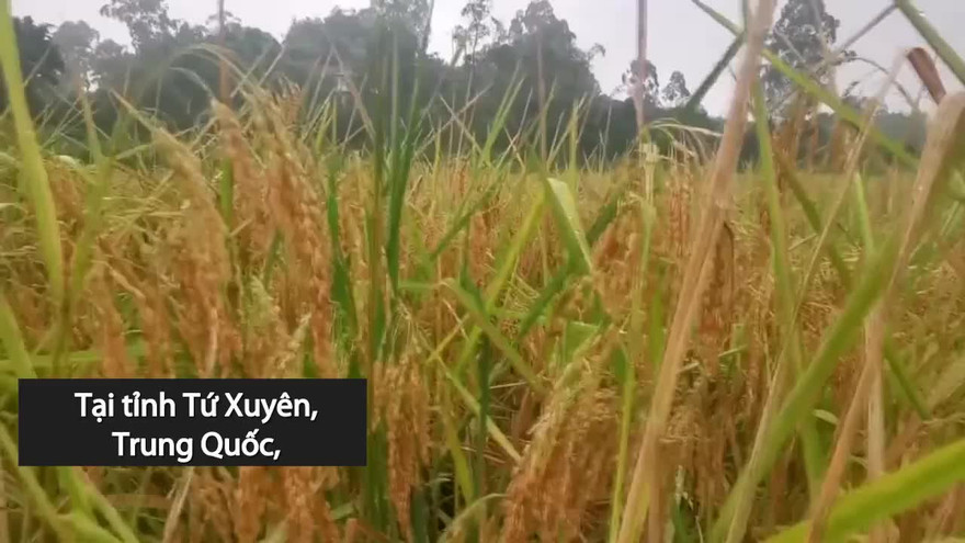 Tận mắt chiêm ngưỡng giống lúa cao bằng đầu người