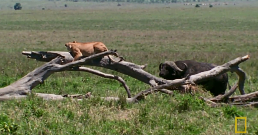 Trâu rừng châu Phi - 'gã khổng lồ' sẵn sàng tiêu diệt vật cản