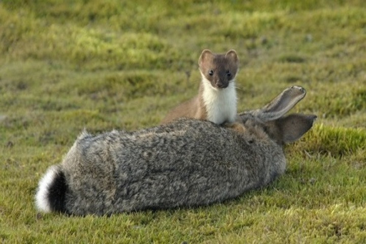 Chiến thuật thôi miên đoạt mạng con mồi của chồn ecmin