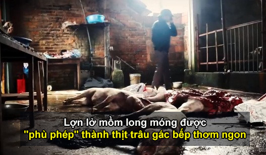 Lợn lở mồm long móng được “phù phép” thành thịt trâu gác bếp thơm ngon