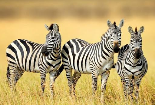 Tại sao thân ngựa vằn lại có sọc vằn đen trắng ? 