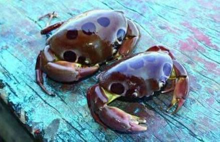 Loại cua ông Cư ăn, nghi có độc