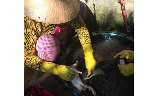 Một công nhân đang nhổ lông vịt bên nồi nước sôi chứa hoá chất.