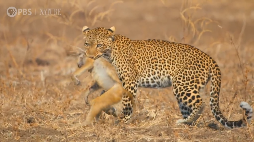 Cuộc chiến sinh tồn: Báo hoa mai phục kích khỉ đầu chó