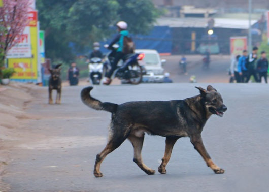 Dự thảo Luật Chăn nuôi quy định, cho chó ra ngoài phải đeo rọ mõm.