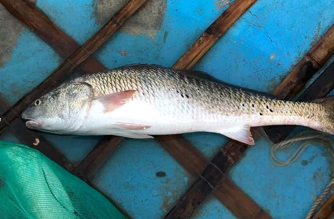  Cá nghi sủ vàng quý hiếm sa lưới ngư dân miền Trung