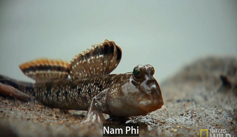 Trận kịch chiến giành lãnh thổ của loài cá biết đi trên cạn