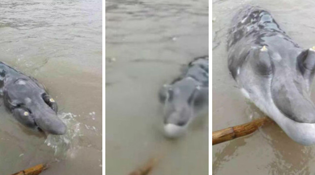 Vẻ ngoài khá đáng sợ của con cá heo có mỏ. (Nguồn: shanghaiist.com)