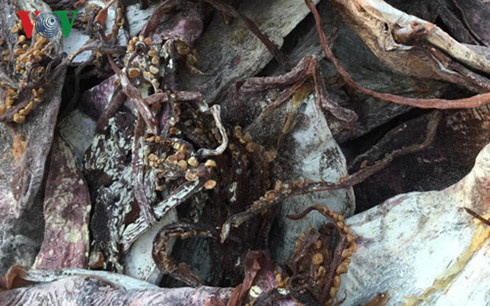 Mực mốc xanh chuẩn bị được đưa lên bàn nhậu.