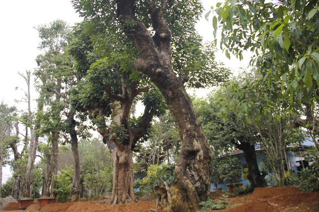 Khu chợ buôn cây nổi tiếng khắp cả nước với hàng trăm loại cây khác nhau