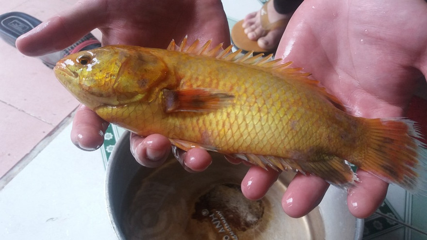 Chuyên gia cho rằng đây là loài cá bình thường trong tự nhiên.