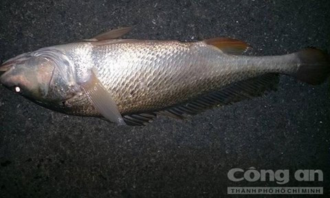 Con cá sủ vàng bắt được. - Ảnh: Minh Thắng 