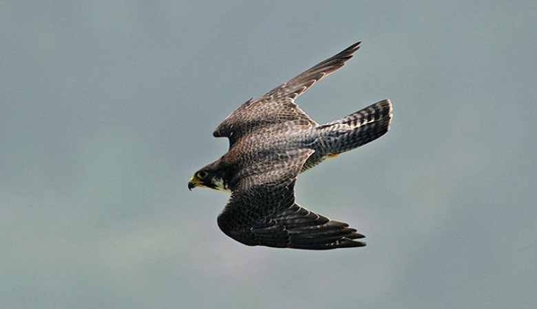 Kỹ năng săn mồi bậc thầy của loài vật nhanh nhất hành tinh