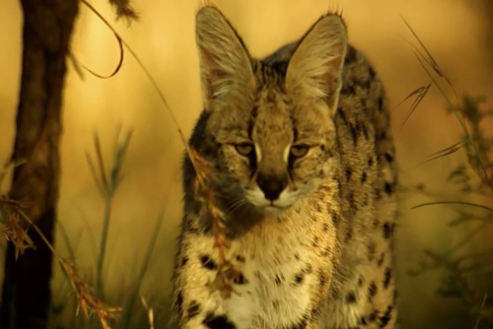 Linh miêu đồng cỏ phi thân vồ gọn gà sao