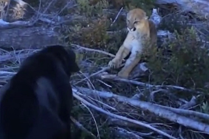 Chó dũng cảm đối đầu báo sư tử để bảo vệ chủ