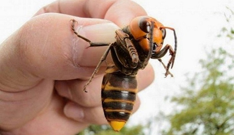 Ong bắp cày khổng lồ có thể giết người bằng một vết đốt
