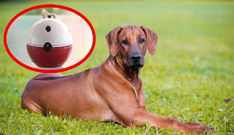 Bị chó cắn, nam sinh chế tạo thiết bị đuổi chó cực kỳ hiệu quả