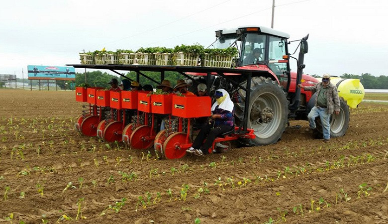 Máy trồng cây siêu tốc có thể hoạt động trên cánh đồng lớn