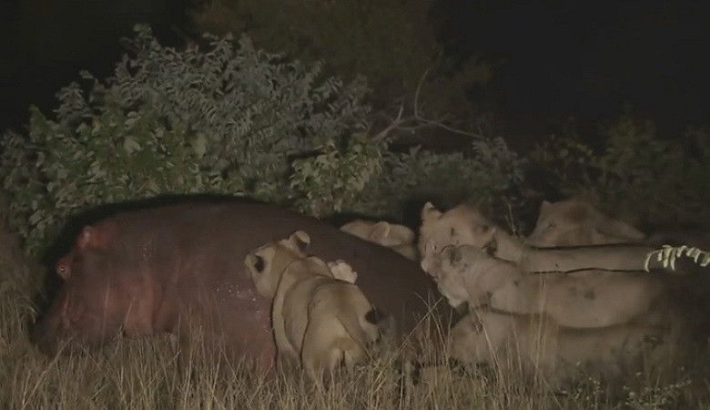Bầy sư tử xúm lại tấn công hà mã đơn độc
