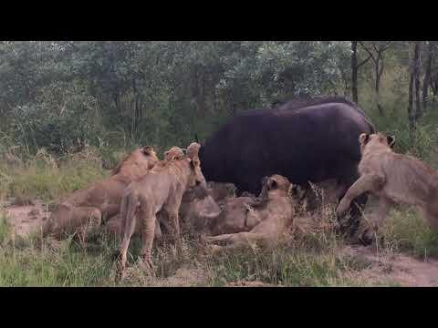 Trâu rừng bất lực nhìn đàn sư tử ăn thịt đồng đội