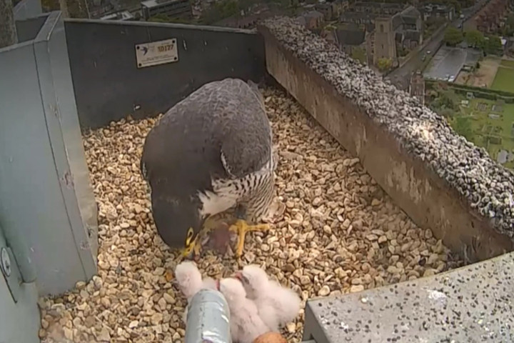 Chim cắt lớn chào đời trong tổ xây trên cao 75 m