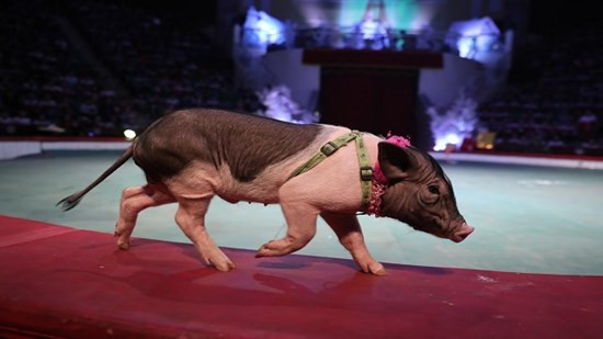 Độc đáo xiếc lợn ở Việt Nam