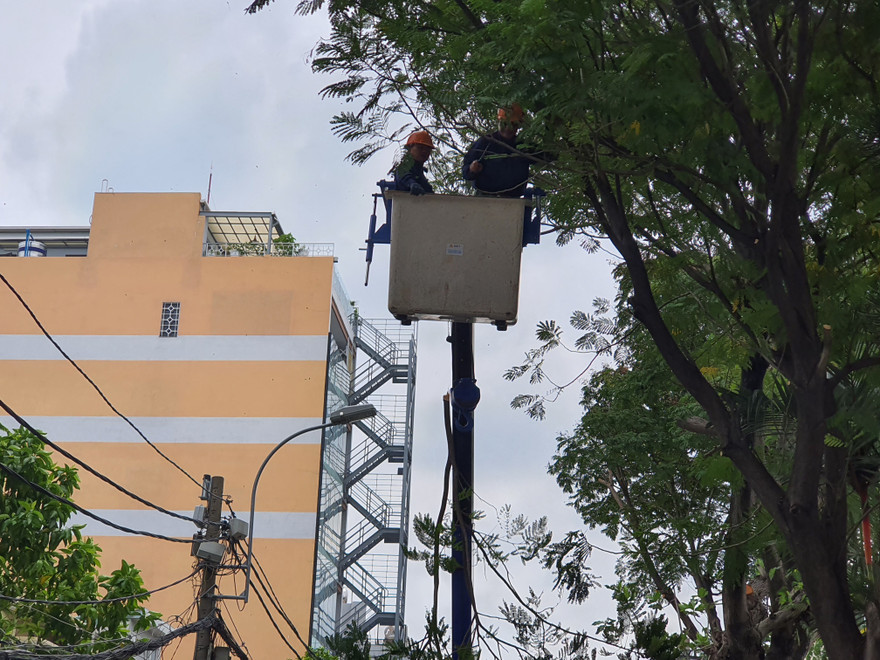 Tiền chặt cây ở Trường Marie Curie hàng trăm triệu, công ty cây xanh nói gì?