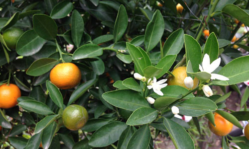 Quất cần có quả vàng, quả xanh, hoa nở. Ảnh: Lam Huyền.