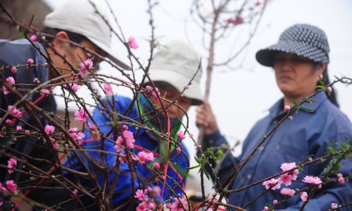 Nhờ ưu thế về giá, cây cảnh đến từ các vùng ven Hà Nội được nhiều khách hàng tìm mua. Ảnh: Giang Huy