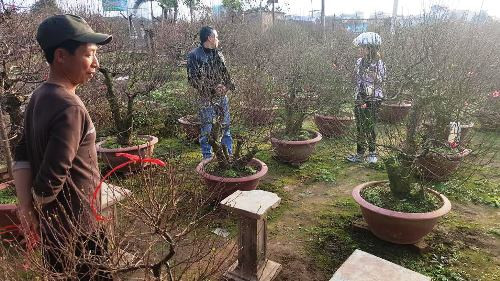 Khách từ mọi nơi đã đổ về làng đào Nhật Tân