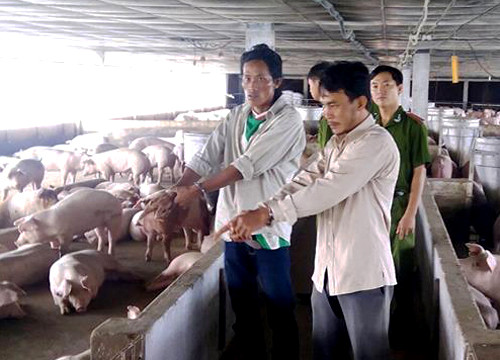 Hai kẻ trộm 153 con heo bị bắt. 