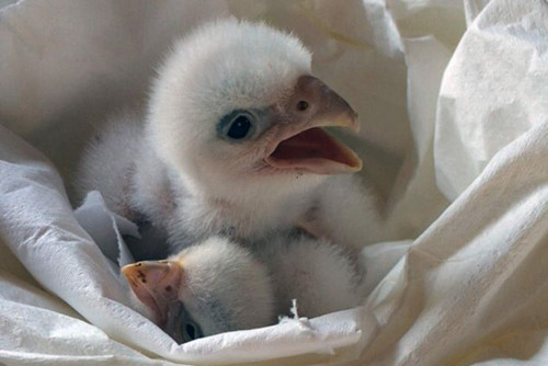 Chim cắt bạch tạng Chile. Ảnh: AFP