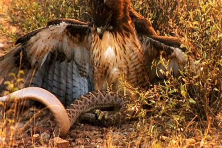 Chiến thuật đoạt mạng rắn chuông của ưng đuôi đỏ