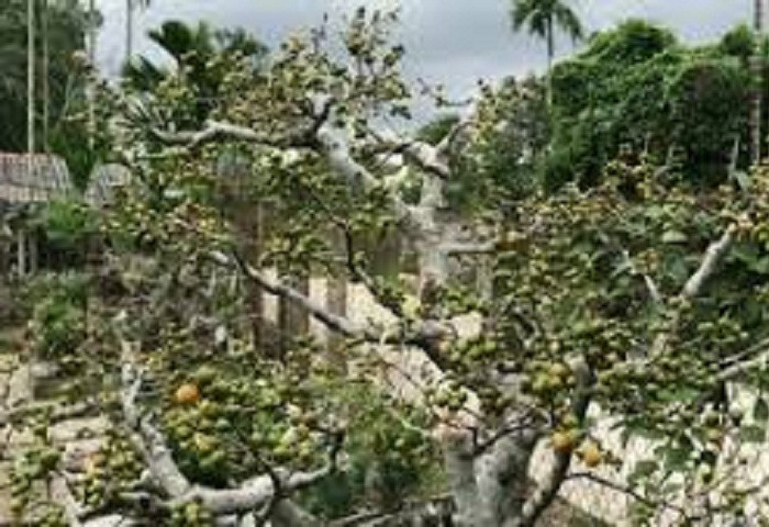 ‘Đỏ mắt’ tìm người lặt lá mai dịp tết