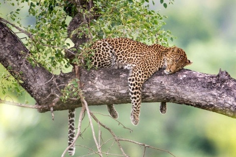 Lãnh địa hiếm hoi của động vật hoang dã trên thế giới