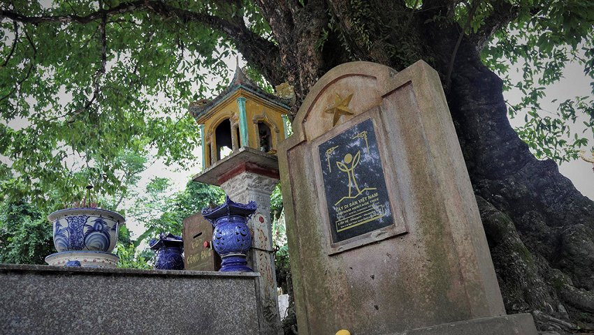 Cận cảnh 5 cây thị gần 700 tuổi ở Nghệ An