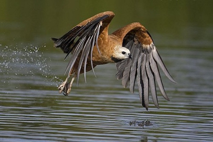 Ưng cổ đen sà xuống bắt cá từ ngọn cây