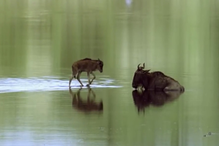 Linh dương mẹ mắc kẹt, con non một mình đối phó sư tử