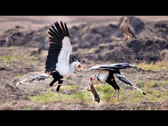 Cận cảnh diều ăn rắn săn thỏ rừng