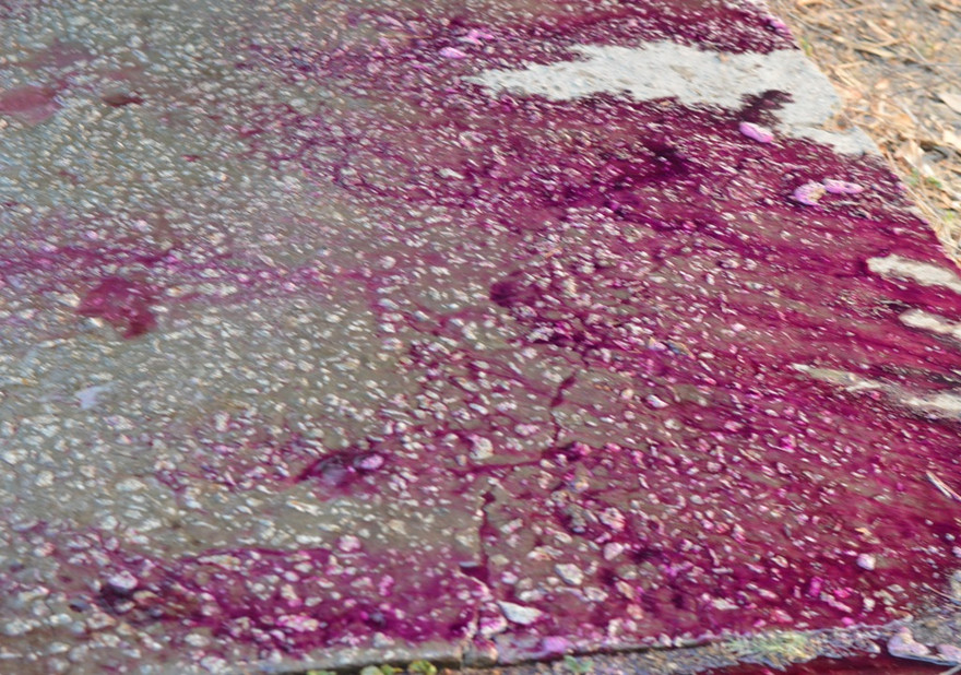 Khi người dân tưới nước lên, mặt đường có hóa chất bỗng chuyển thành máu tím.