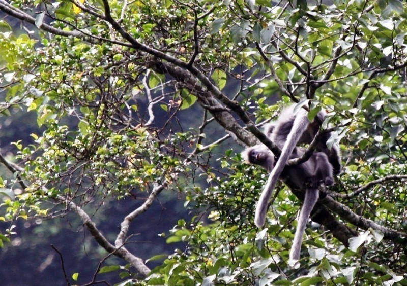 Hàng trăm cá thể voọc xám Đông Dương được phát hiện