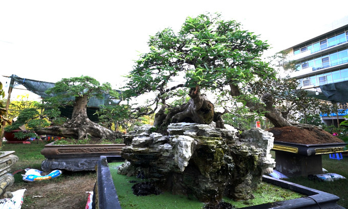 Vườn cây kiểng tiền tỷ ở Phú Mỹ Hưng